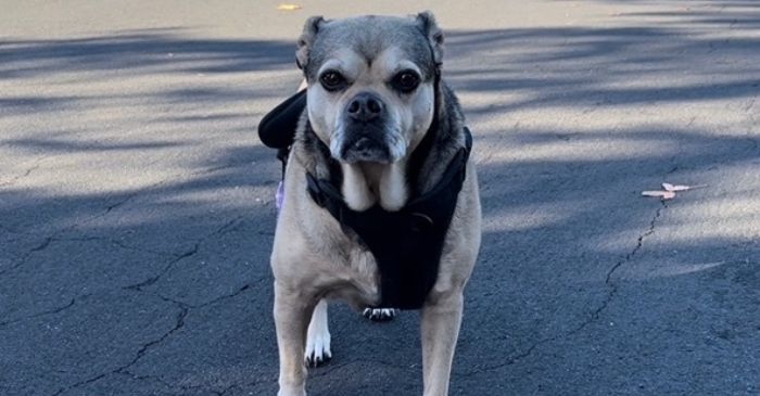 My pet Marley pictured for our US Pet Friendly Road Trips article.