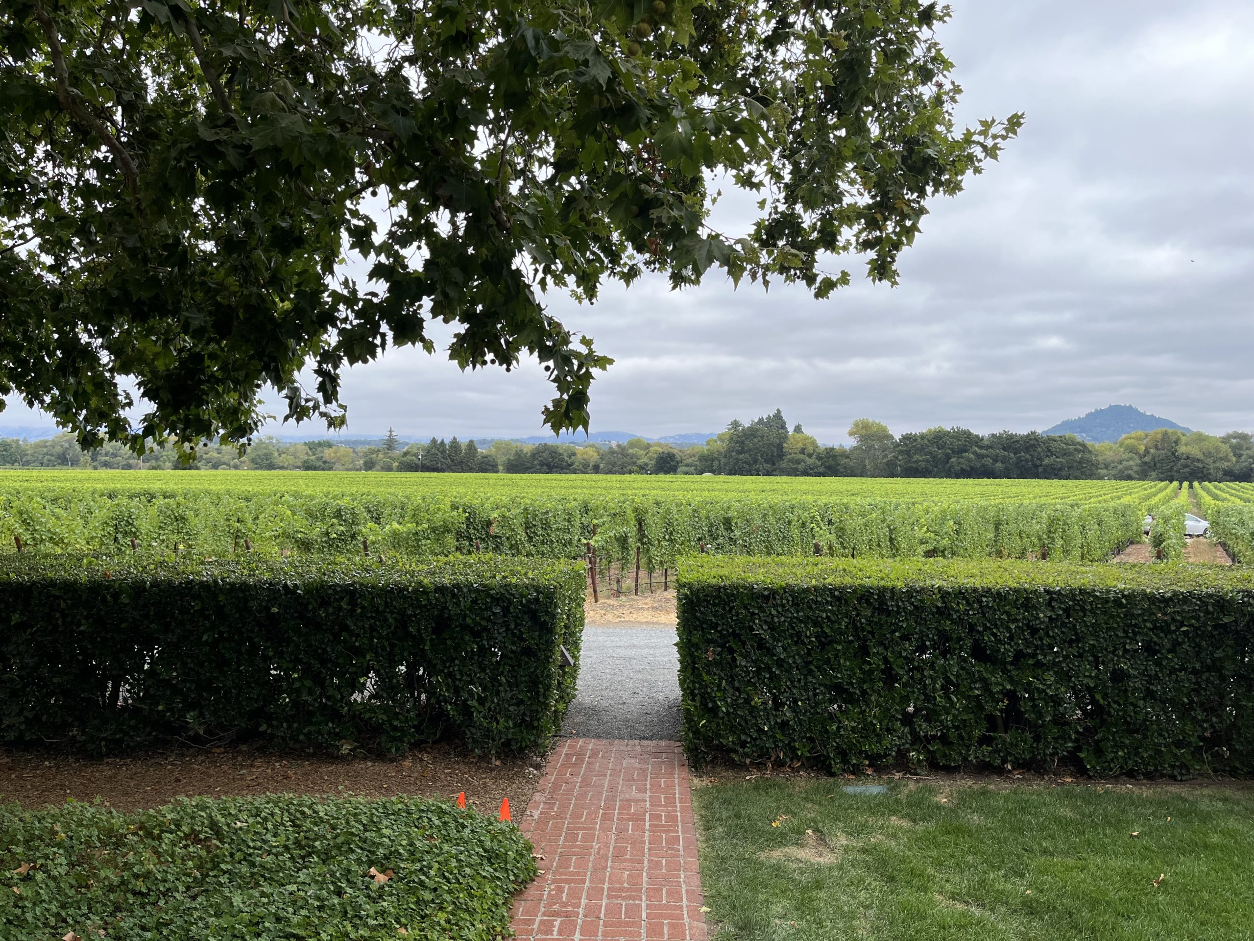 Wine country travel:50 is just a number Vineyard view, let us help you plan your trip to Sonoma/Napa Valley